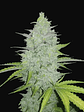 ORIGINAL CHEESE AUTO X1-FAST BUDS - Miniatura 1