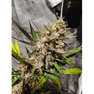 Original Cheese Auto X1-Fast Buds