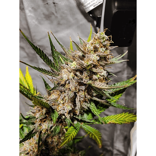 ORIGINAL CHEESE AUTO X1-FAST BUDS