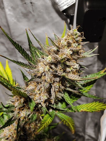 ORIGINAL CHEESE AUTO X1-FAST BUDS 2