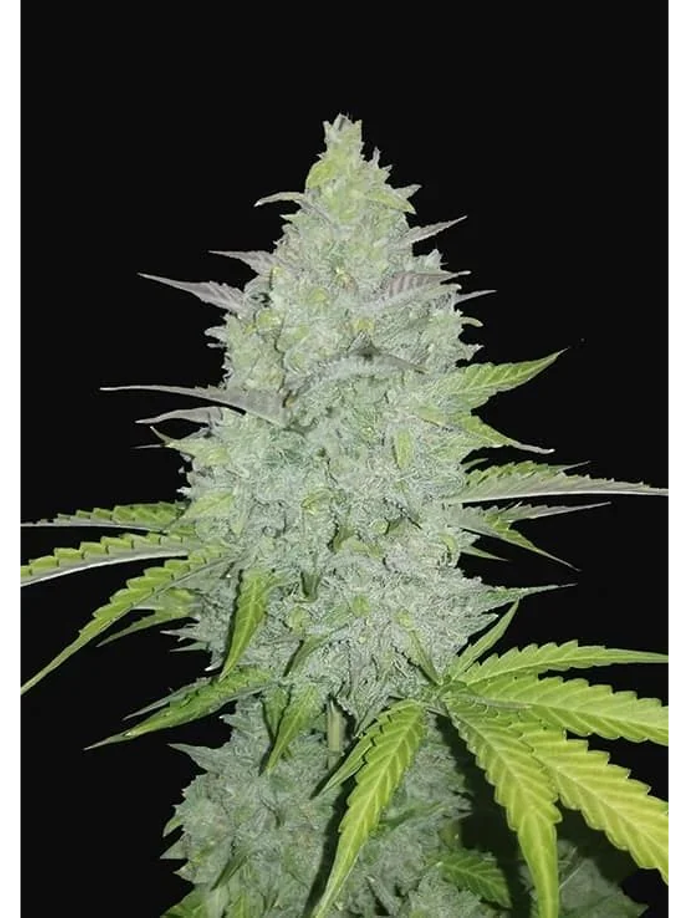 Original Cheese Auto -Fast Buds (X3/X1) 1