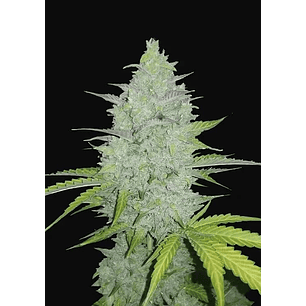 ORIGINAL CHEESE AUTO X3-FAST BUDS