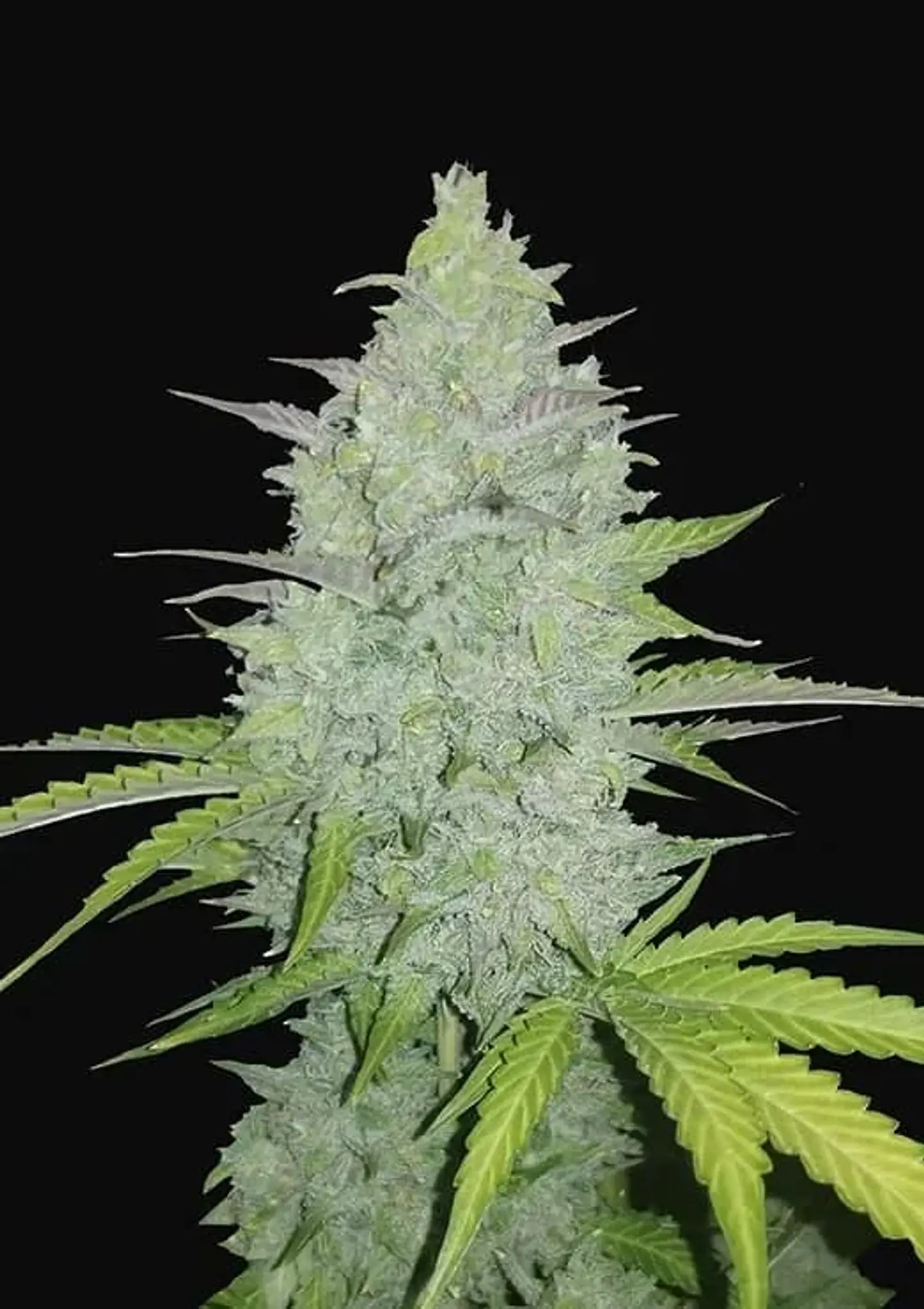 Original Cheese Auto -Fast Buds (X3/X1) 1