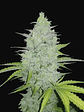 Original Cheese Auto X3-Fast Buds - Miniatura 1