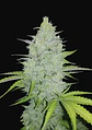 Original Cheese Auto -Fast Buds (X3/X1) - Miniatura 1