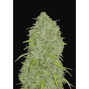 ORIGINAL JACK HERER AUTO X1-FAST BUDS