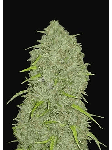 ORIGINAL JACK HERER AUTO X1-FAST BUDS 1