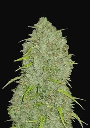 Original Jack Herer Auto -Fast Buds (X3/X1) 1