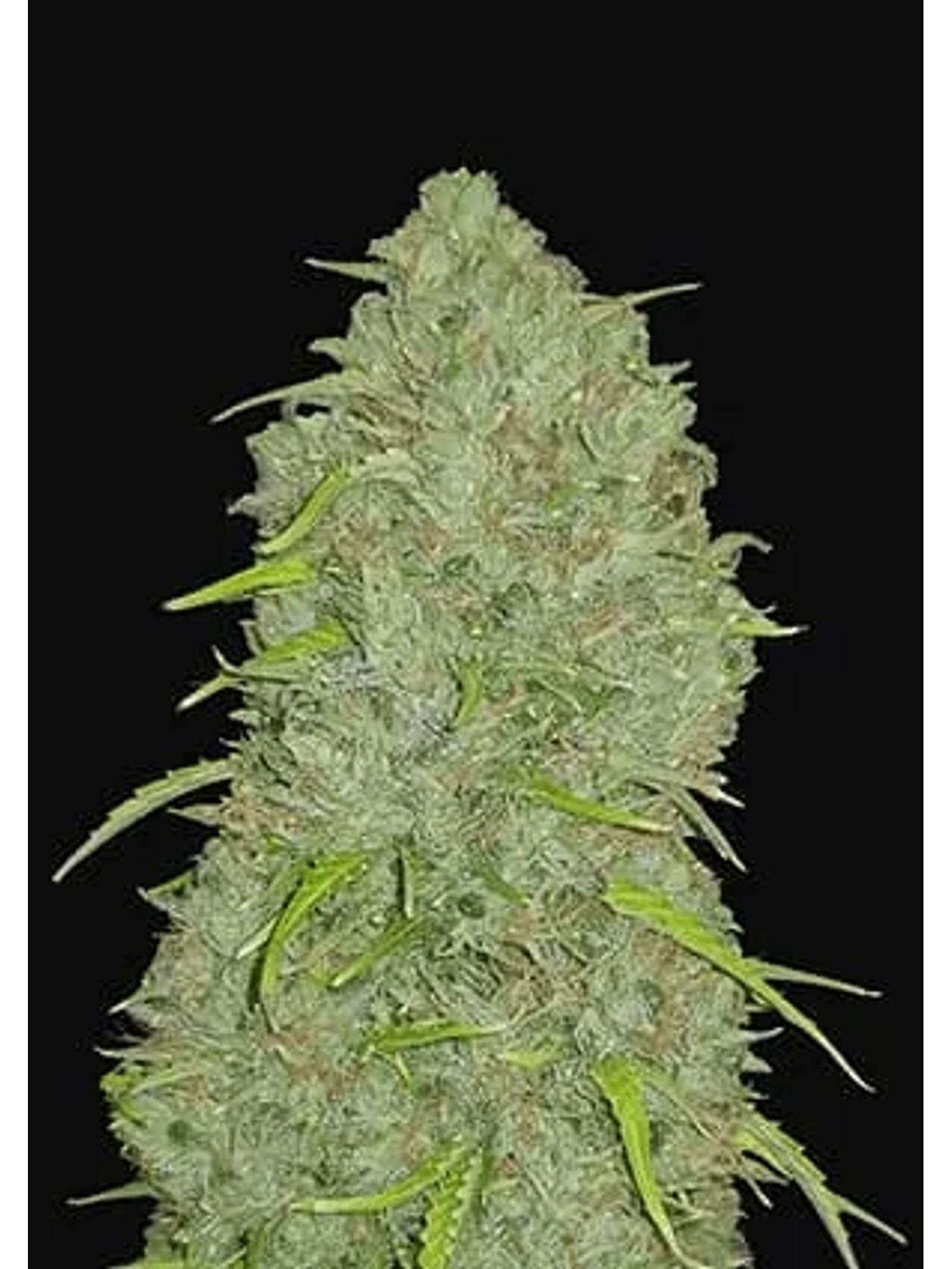 Original Jack Herer Auto -Fast Buds (X3/X1) 1