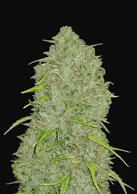 Original Jack Herer Auto -Fast Buds (X3/X1)