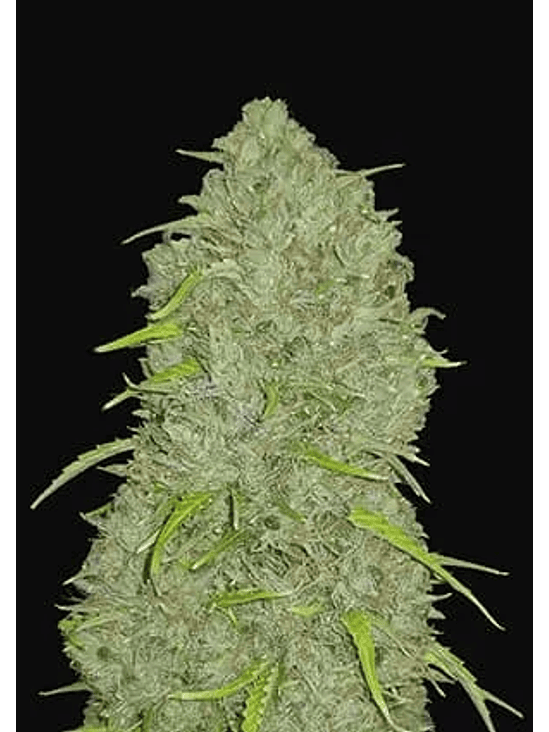 ORIGINAL JACK HERER AUTO X3-FAST BUDS 1