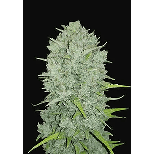 ORIGINAL NORTHERN LIGHTS AUTO X1-FAST BUDS