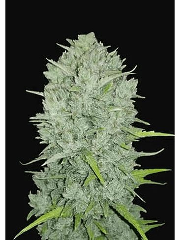 ORIGINAL NORTHERN LIGHTS AUTO X1-FAST BUDS 1