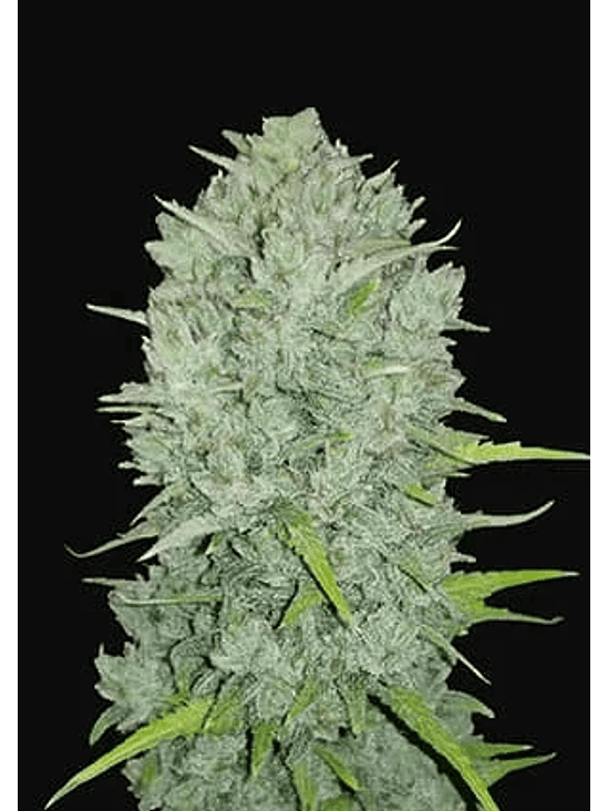 ORIGINAL NORTHERN LIGHTS AUTO X1-FAST BUDS 1