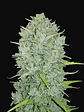 Original Northern Lights Auto X1-Fast Buds - Miniatura 1