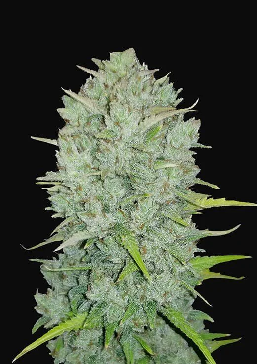 Original Northern Lights Auto -Fast Buds (X3/X1) 1