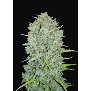 Original Northern Lights Auto -Fast Buds (X3/X1)