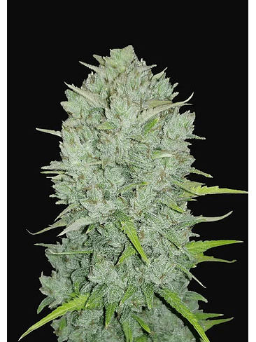 ORIGINAL NORTHERN LIGHTS AUTO X3-FAST BUDS 1