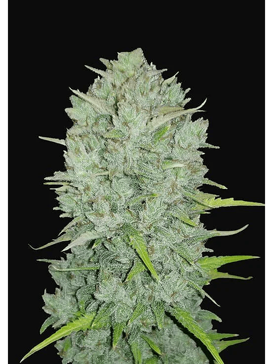 ORIGINAL NORTHERN LIGHTS AUTO X3-FAST BUDS 1