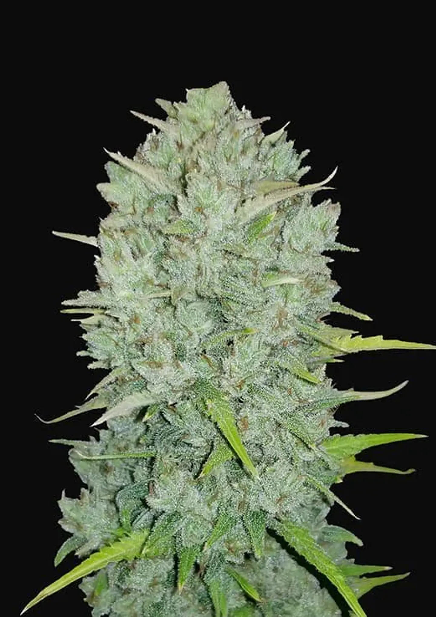 Original Northern Lights Auto -Fast Buds (X3/X1) 1