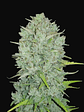 ORIGINAL NORTHERN LIGHTS AUTO X3-FAST BUDS - Miniatura 1