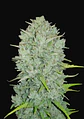 Original Northern Lights Auto -Fast Buds (X3/X1) - Miniatura 1