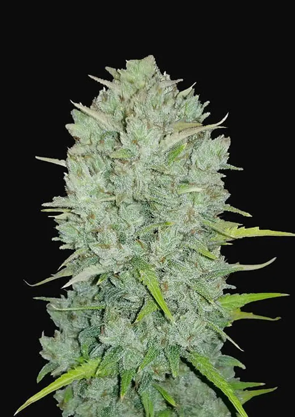 Original Northern Lights Auto -Fast Buds (X3/X1) 1