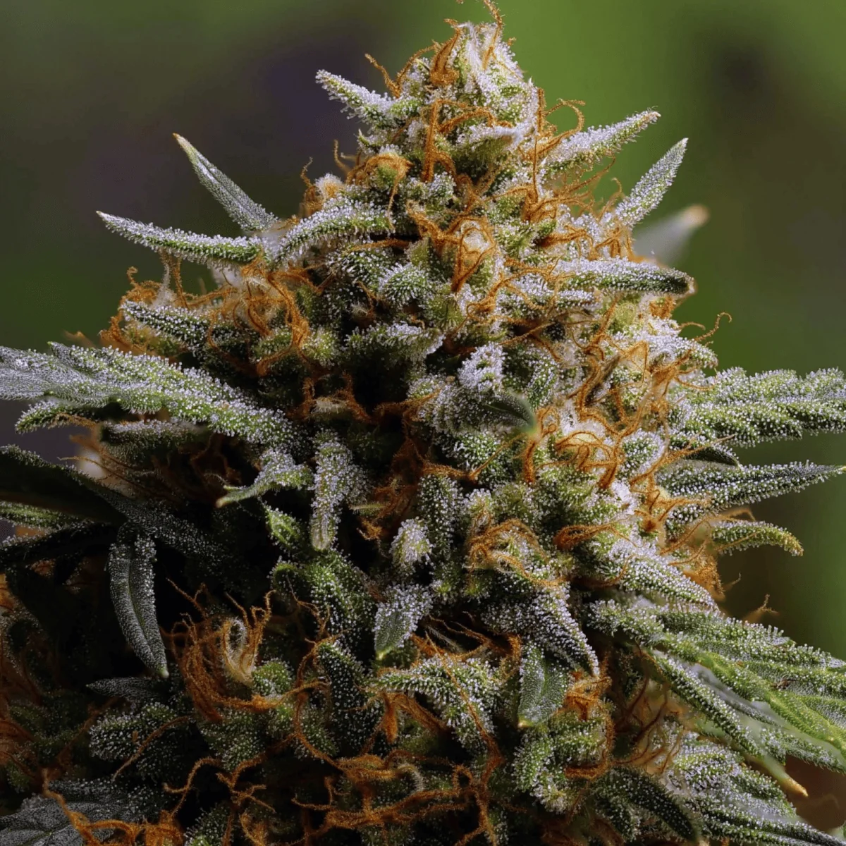 Original Northern Lights Auto -Fast Buds (X3/X1) 2