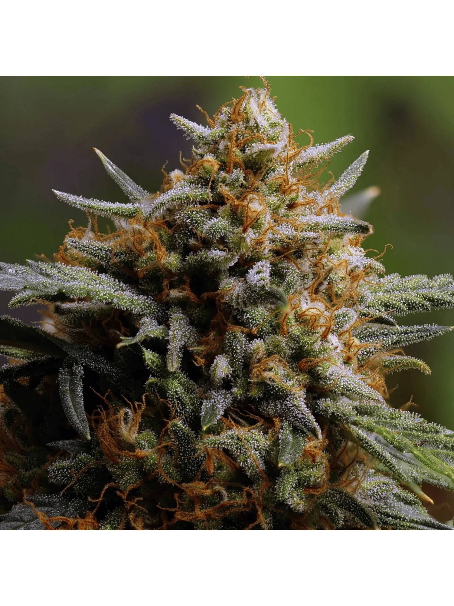 Original Northern Lights Auto -Fast Buds (X3/X1) 2