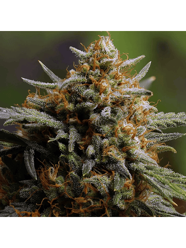 ORIGINAL NORTHERN LIGHTS AUTO X3-FAST BUDS 2