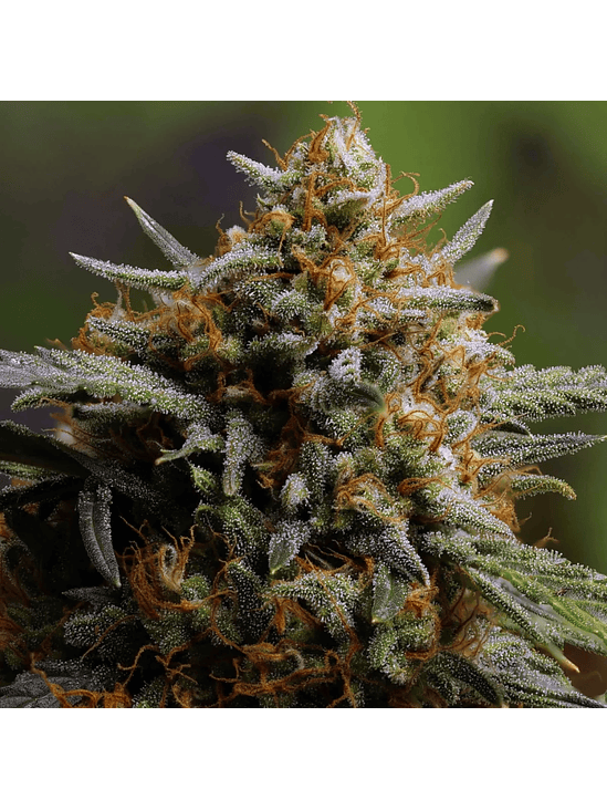 ORIGINAL NORTHERN LIGHTS AUTO X3-FAST BUDS 2