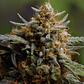 Original Northern Lights Auto -Fast Buds (X3/X1) - Miniatura 2