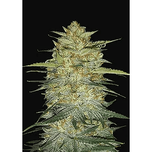 ORIGINAL OG KUSH  AUTO X1-FAST BUDS