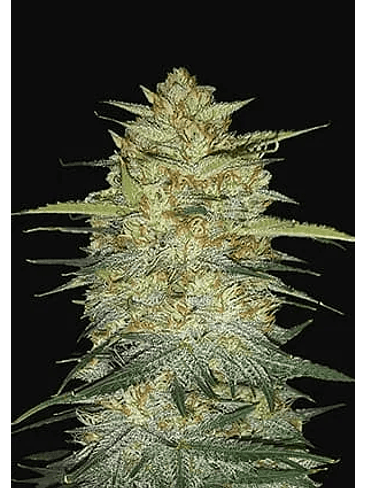 ORIGINAL OG KUSH  AUTO X1-FAST BUDS 1