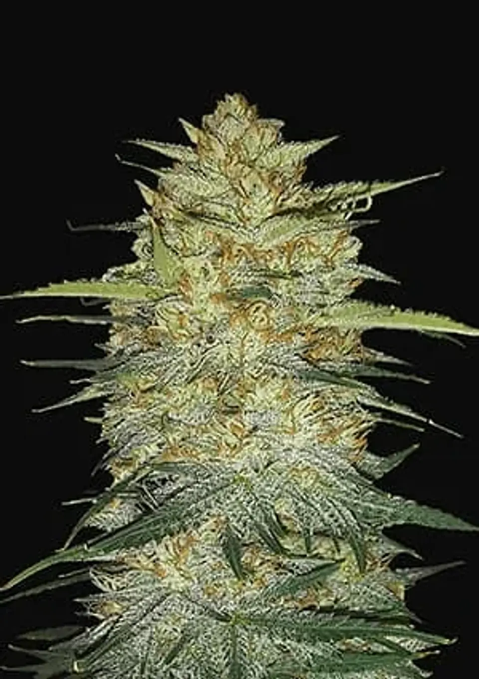 Original Og Kush Auto -Fast Buds (X3/X1) 1