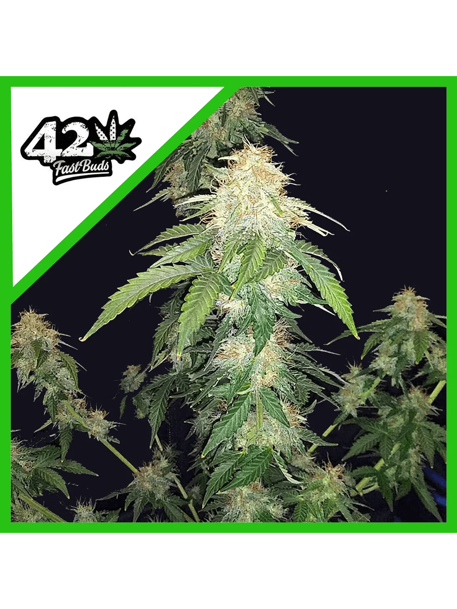 Original Russian Auto X1-Fast Buds 1