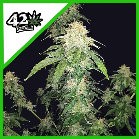 Original Russian Auto X1-Fast Buds