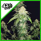 Original Russian Auto X1-Fast Buds - Miniatura 1