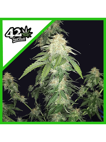 ORIGINAL RUSSIAN AUTO X3-FAST BUDS 1