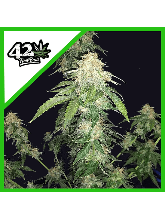 ORIGINAL RUSSIAN AUTO X3-FAST BUDS 1