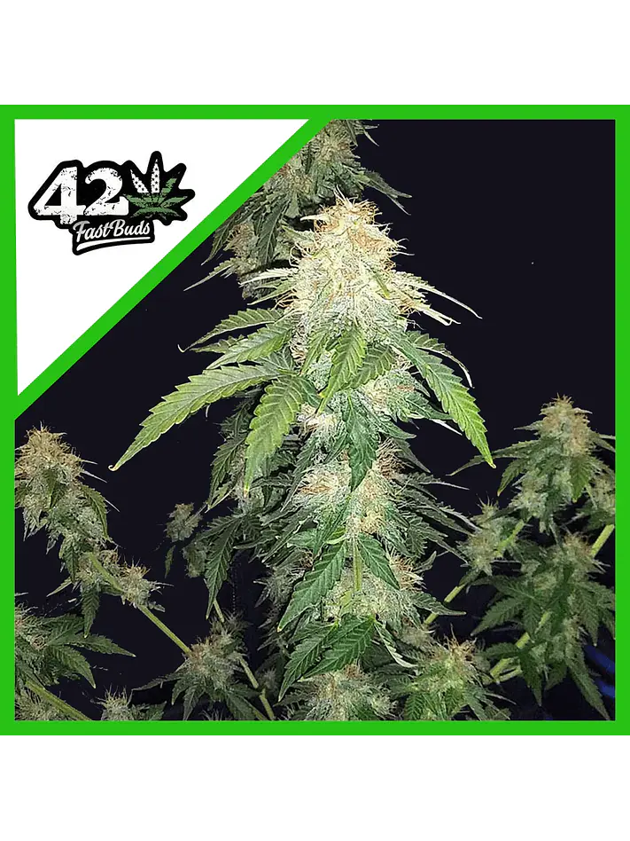 Original Russian Auto -Fast Buds (X3/X1) 1