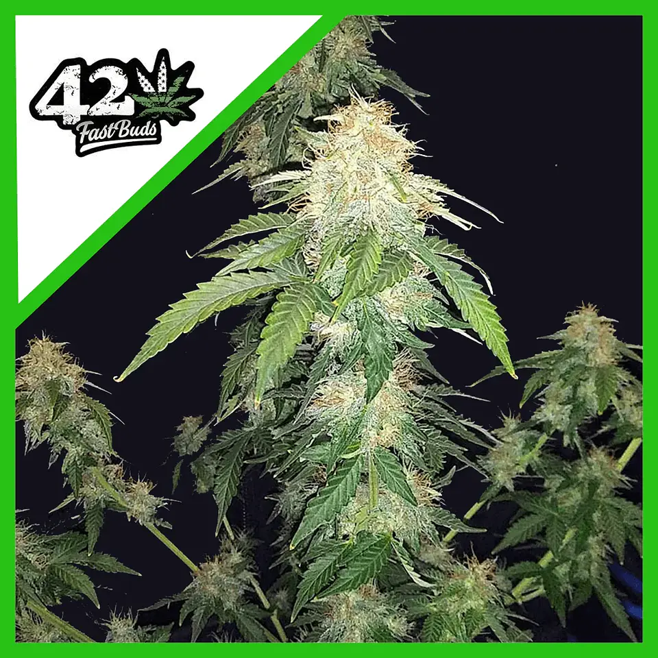 Original Russian Auto -Fast Buds (X3/X1) 1