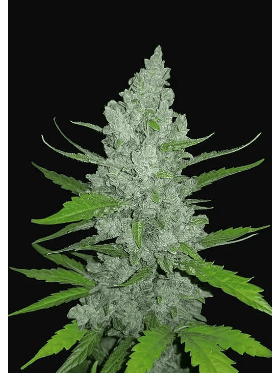 ORIGINAL SOUR DIESEL AUTO X3-FAST BUDS 1