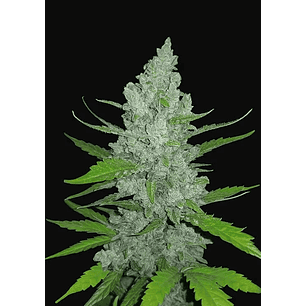 ORIGINAL SOUR DIESEL  AUTO X1-FAST BUDS