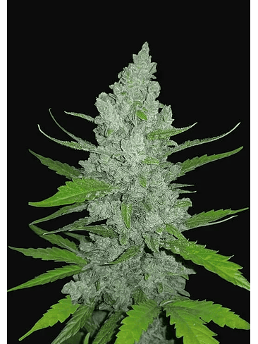 ORIGINAL SOUR DIESEL  AUTO X1-FAST BUDS 1