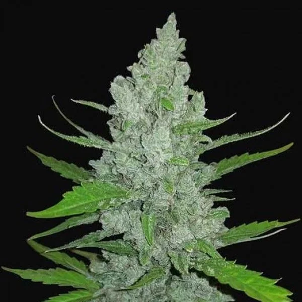 Original Sour Diesel Auto -Fast Buds (X3/X1) 1
