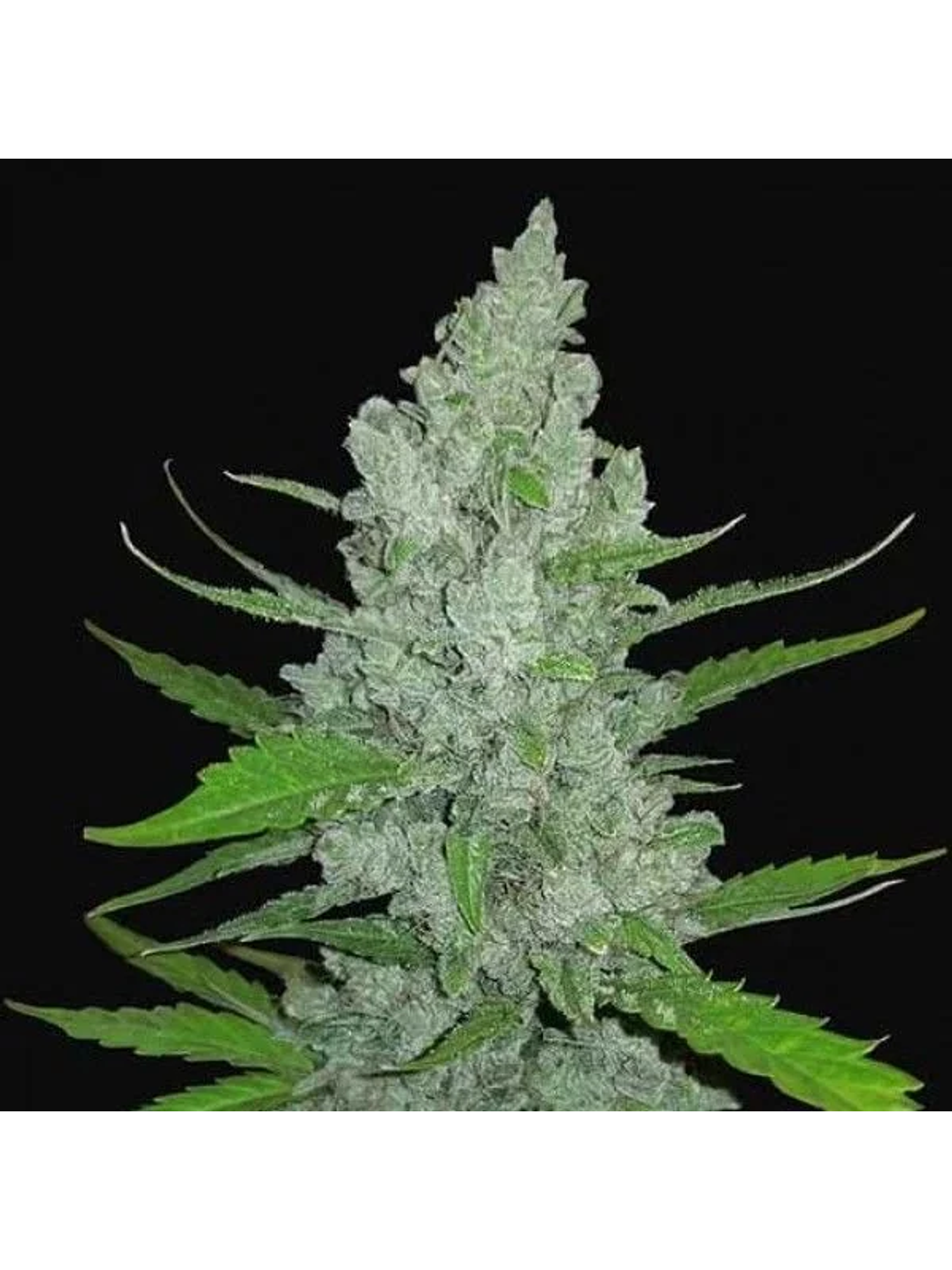 Original Sour Diesel Auto -Fast Buds (X3/X1) 1