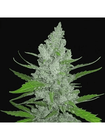 ORIGINAL SOUR DIESEL  AUTO X3-FAST BUDS 1