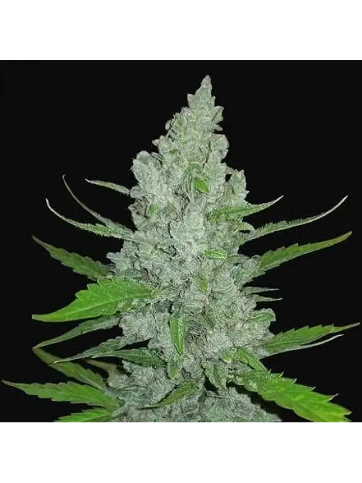 Original Sour Diesel Auto -Fast Buds (X3/X1) 1