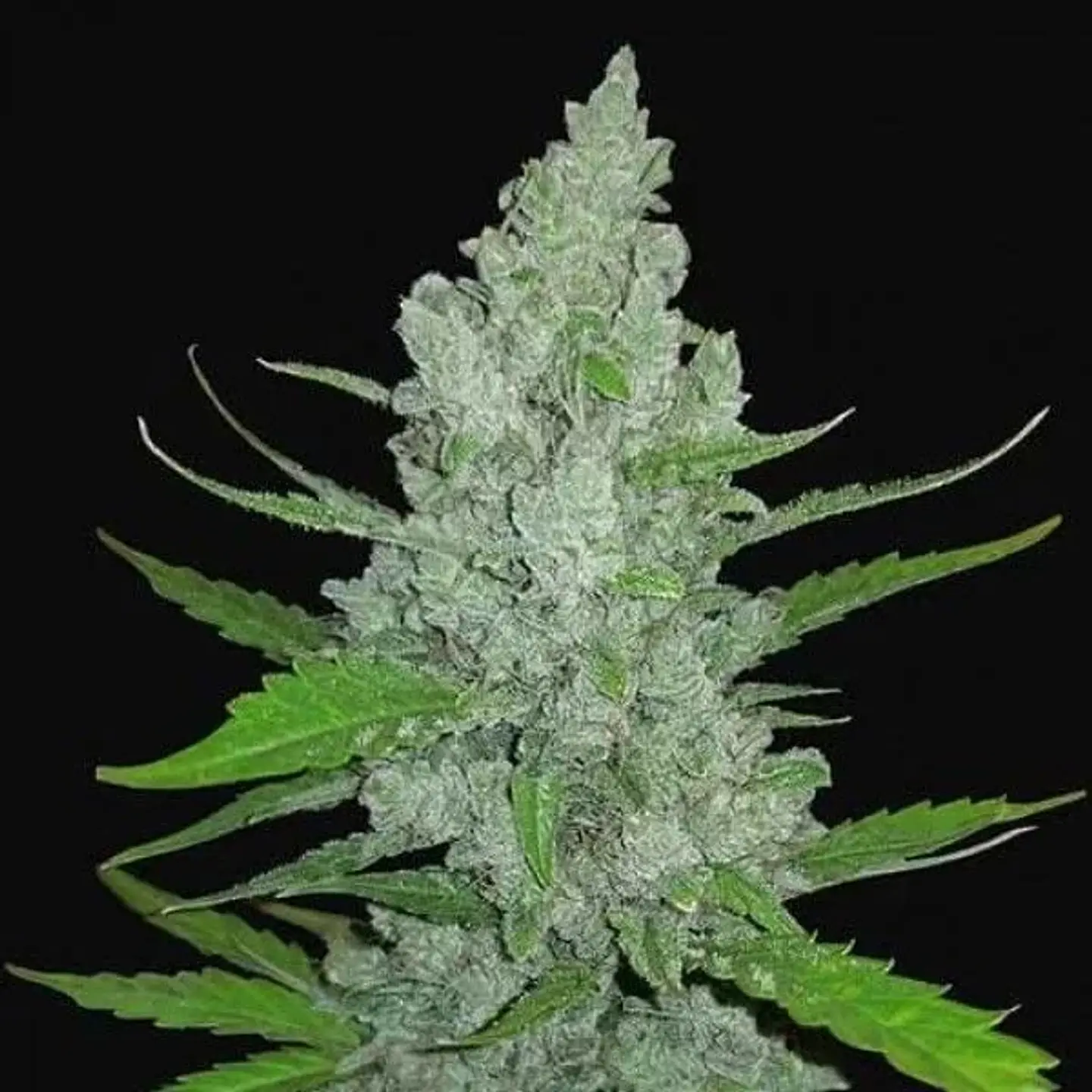 Original Sour Diesel Auto -Fast Buds (X3/X1) 1